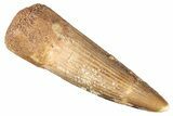 Fossil Spinosaurus Tooth - Real Dinosaur Tooth #268715-1